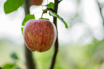 Apple. Fruit on the branch.