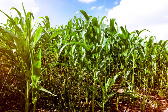 Corn agriculture. Green nature