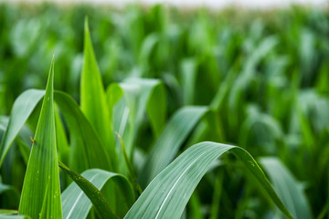 Corn agriculture. Green nature