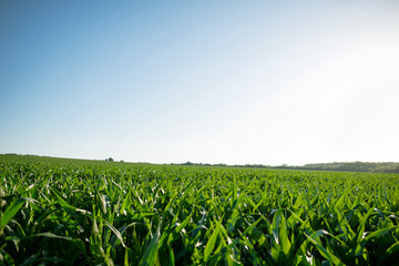 Corn agriculture. Green nature