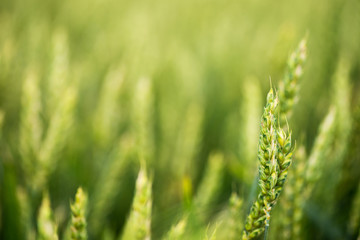 Field of wheat. Plant, nature on farm.
