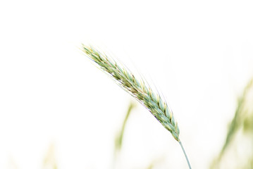 Field of wheat. Plant, nature on farm.