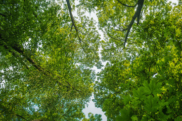 Fototapeta na wymiar Treetop, canopy of the tree