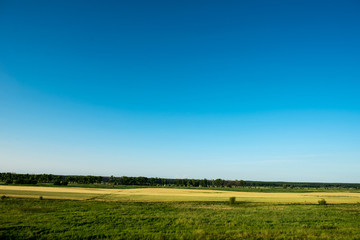 Summer sky. Green nature