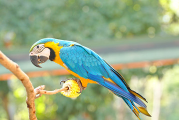 Macaw parrot standing on corn and eating