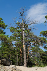 Fototapeta premium Pine sprouted among the rocks and stones on the mountain.