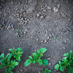 Green potato plant