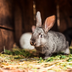 Rabbit. Mammal animal.