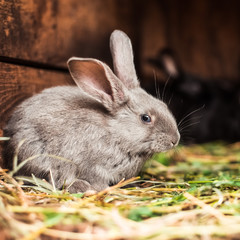 Rabbit. Mammal animal.