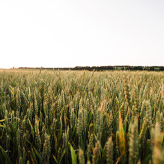 Field of wheat. Plant, nature on farm.
