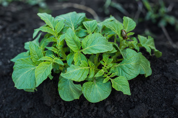 Green potato plant