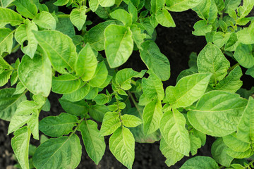 Green potato plant