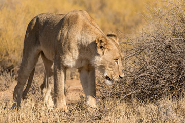 One lioness staring at something in the Kgalagadi Transfrontier Park. Its yellow eye clearly visible in the early morning sun.