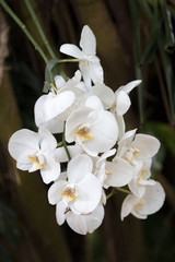 Orchideen Orchideengew&auml;chse (Orchidaceae)