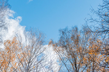 Colorful autumn leaves