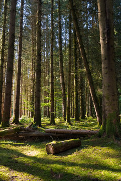 Fototapeta forêt arbre sapin mousse fantastique décor lumière vert nature grand forestier conte