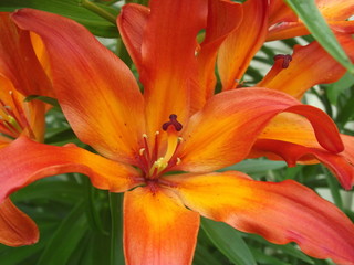 Orange lily, closeup