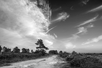 Beautiful Summer sunset landscape image of Ashdown Forest in English countryside black and white image