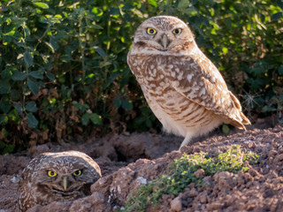 mother burrowing owl and baby owlet staring at camera
