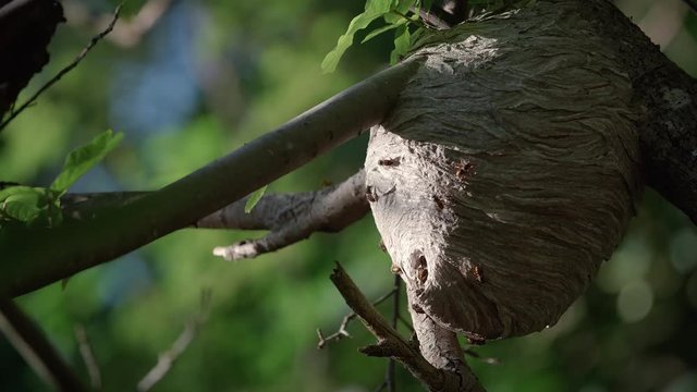Beautiful Wasp Colony Nest Built in Forest Tree