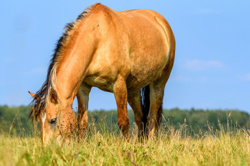 portrait of a horse grazing in a meadow close-up