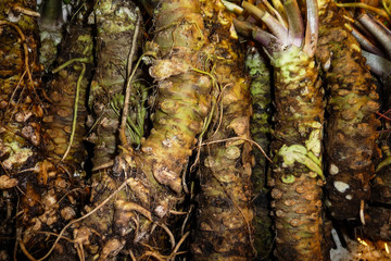 Wasabi Stems  