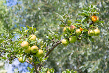 A green apple hangs on a appletree