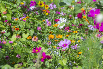 Different colorful flowers in a flower bed