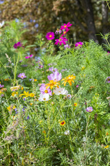 Different colorful flowers in a flower bed