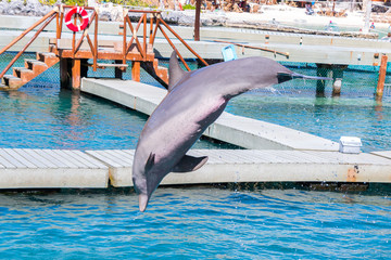 Delfin en acrobacia © victor