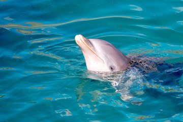 Delfin en el agua © victor