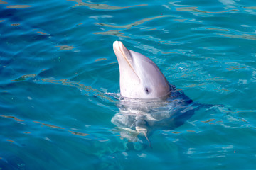Delfin en el agua © victor