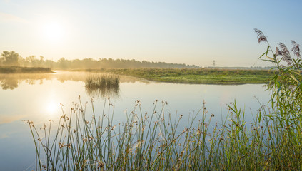 Reed along the shore of a lake at a foggy sunrise in summer