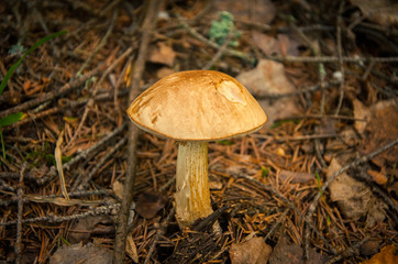 Mushroom in a pine forest