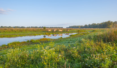 Horses in a field along a misty lake at sunrise in summer © Naj