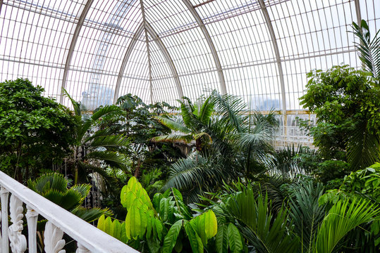 tropical plants in greenhouse