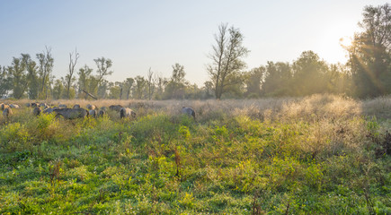Horses in a field along a misty lake at sunrise in summer © Naj