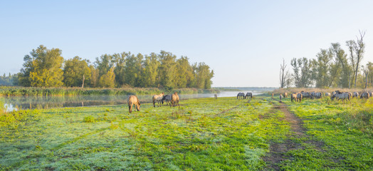 Horses in a field along a misty lake at sunrise in summer © Naj