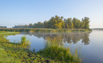 Fototapeta na wymiar Reed along the shore of a lake at a foggy sunrise in summer