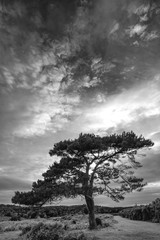 Stunning Summer sunset landscape image of Bratley View in New Forest National Park England black and white image