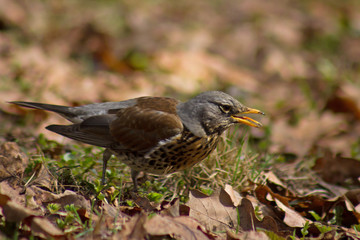 Fieldfare (Turdus pilaris) on the grass