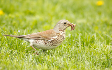 Fieldfare (Turdus pilaris) with a worm