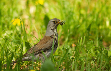 Fototapeta premium Fieldfare (Turdus pilaris) with a worm