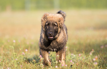 Caucasian shepherd puppy on the grass in the park