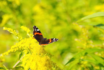 Butterfly Admiral on yellow flowers. Vanessa atalanta.