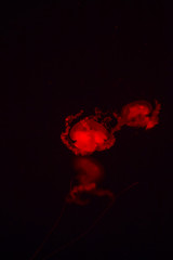 bright jellyfish floating in the dark sea
