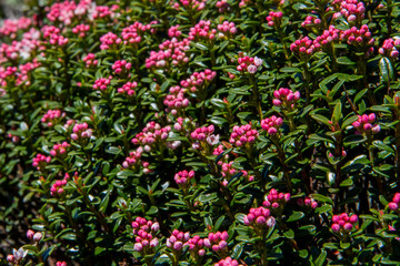 Mountain Laurel Buds