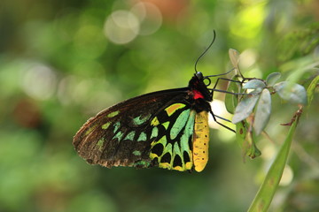 Cairns Birdwing butterfly