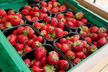 Local freshly harvested strawberries  for sale in Norway