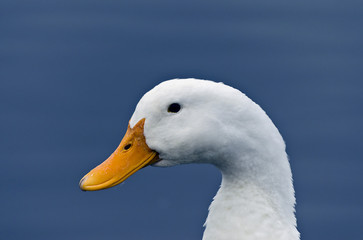 a white goose